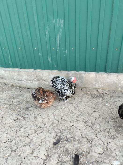 Продается семейка кохинхинов