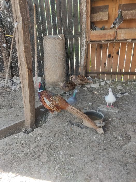 Fazani comuni pereche