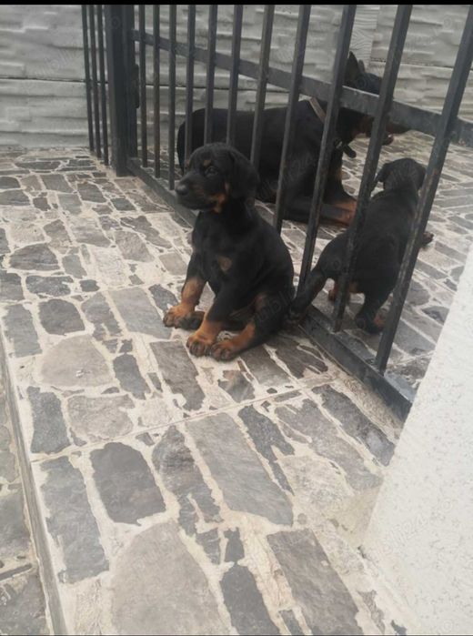Doberman căței...