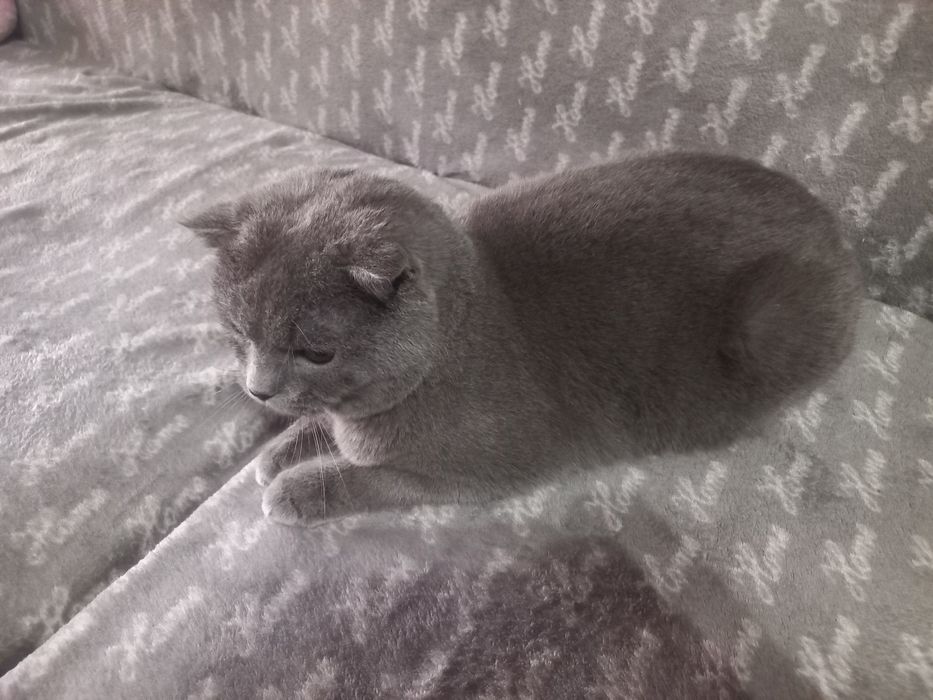 Продаётся Скоттиш фолд с возможной доставкой