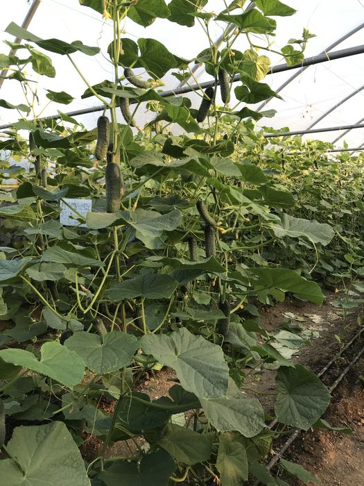 Rasaduri pe comanda !