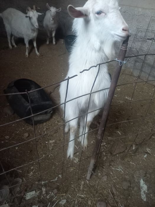 Зенен эчки болалари сотилади.