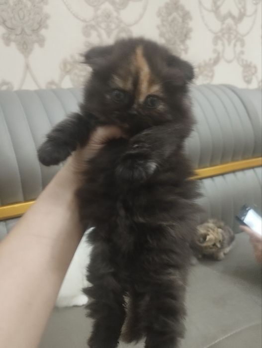 Продаются чистокровные шотландские котята