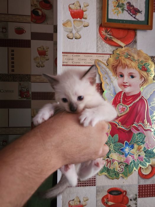 Отдам котят в добрые руки