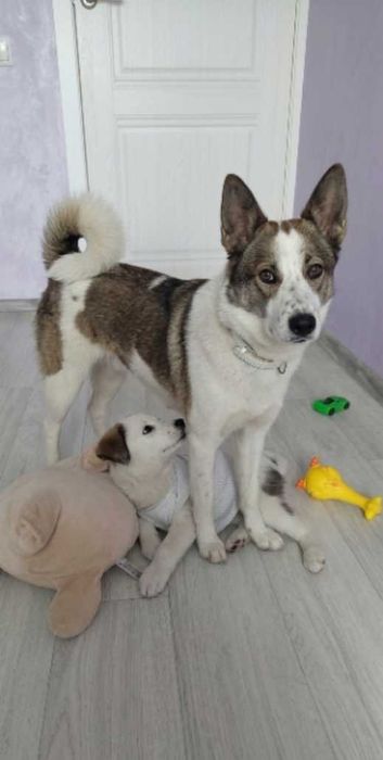 Продам щенка лайки