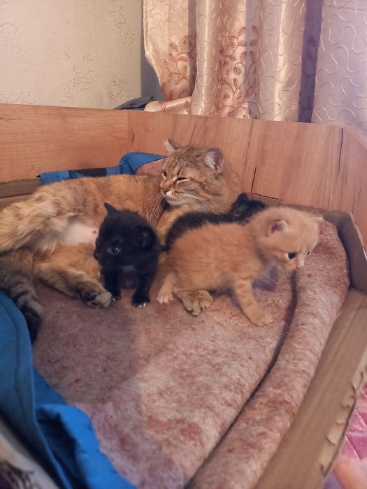 Отдам бесплатно котенка