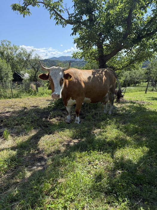 Vand vaca baltata romaneasca cu vitel  !!! Merita vazuta !!!