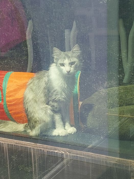 Котик мальчик кастрирован