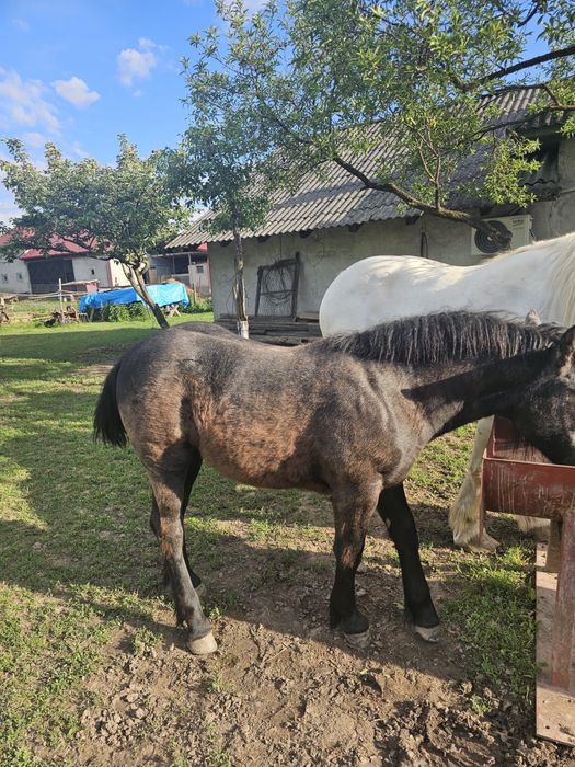 Vând mânză sură de 5 luni