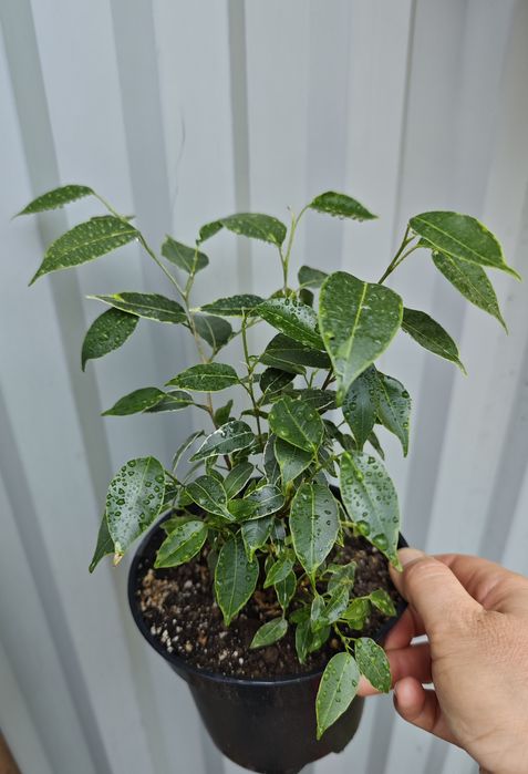 Фикус бенжамина Кинки