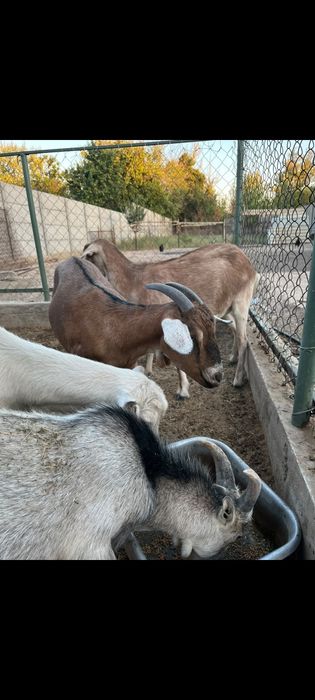 Дойная коза с козлятами