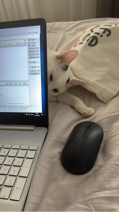 Котик в добрые руки!