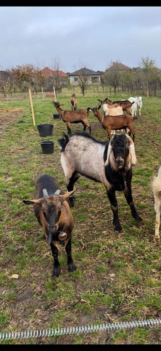 Vand Tap Anglonubian