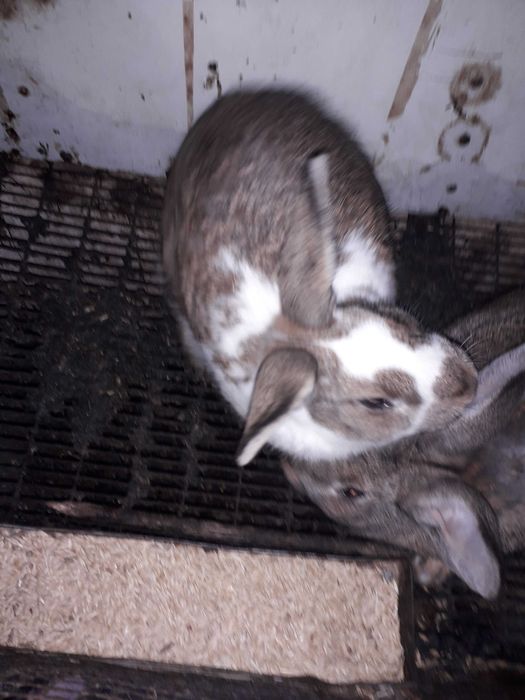 Кролики с гарантии домашние