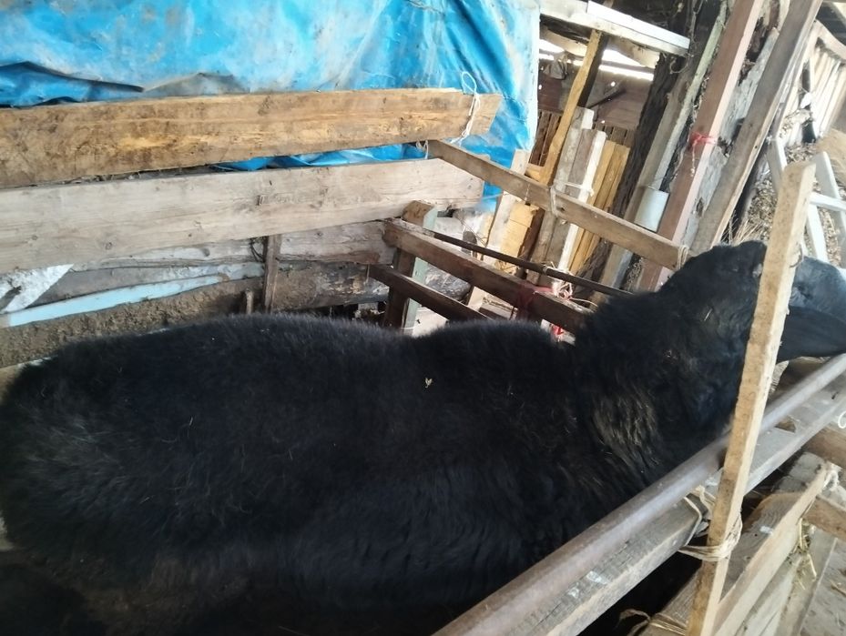 Скот бычки кочкар