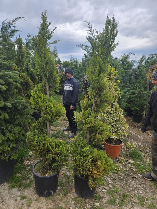 Maslin  bonsai plante