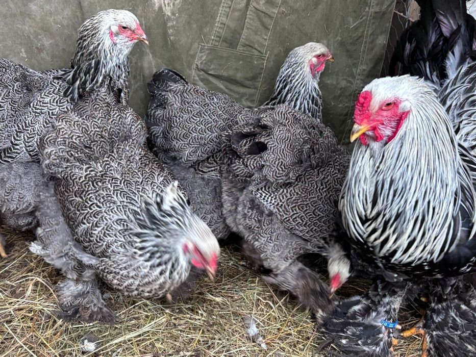 Brahma herminat Inchis