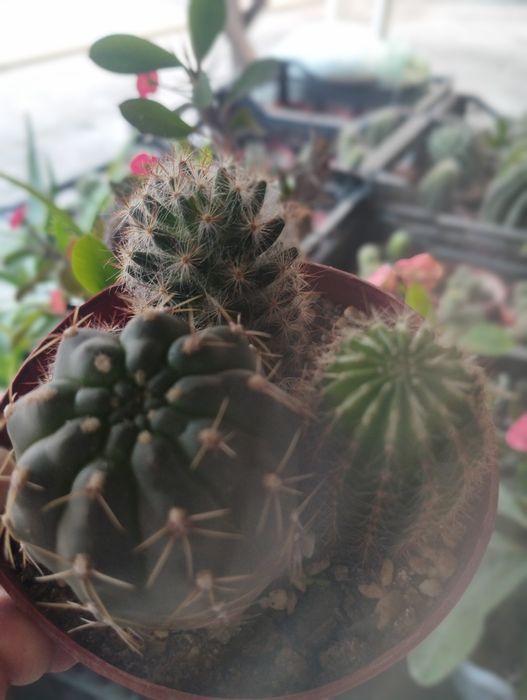 Калекцион кактусладан композиция.