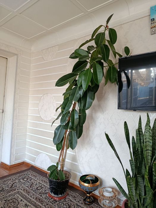 Продам цветы разных комнатные