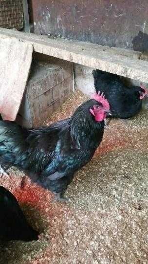 ЯЙЦА  Инкубационные