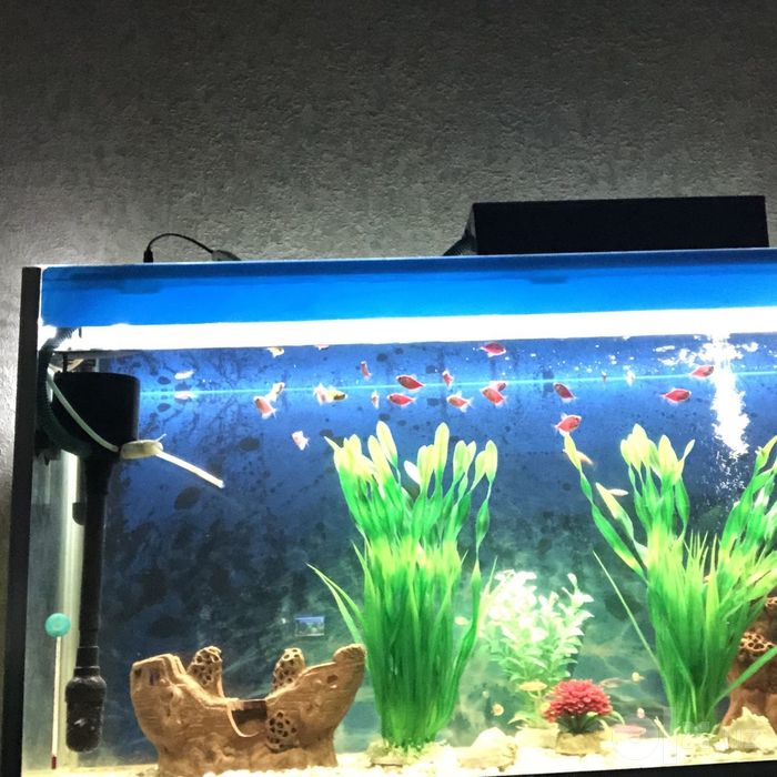 Akvarin sotilad baligʻlar bilan filtrlar blan kamplekt tursh pastafkal