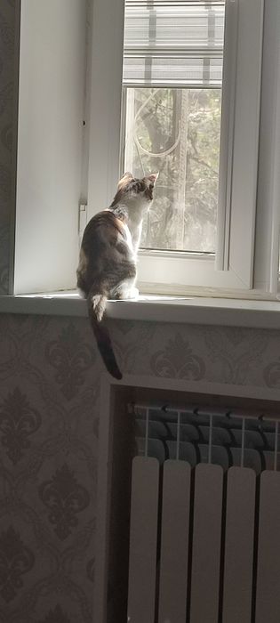 Отдам в добрые руки