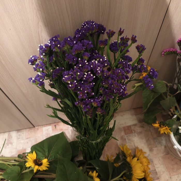 Цветы,  статица, свежая срезка