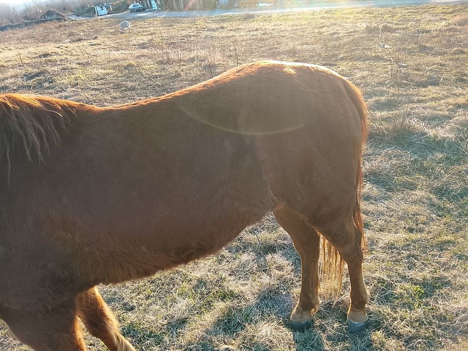 Vând cal  bun la