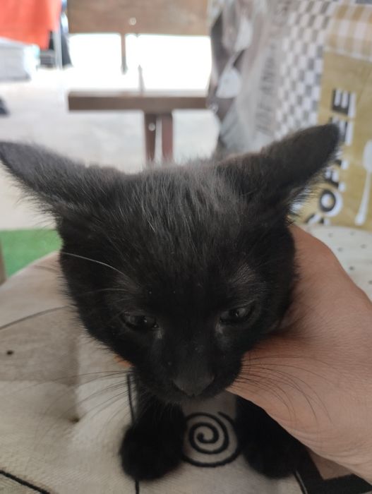 Подарявам котенца на 2м
