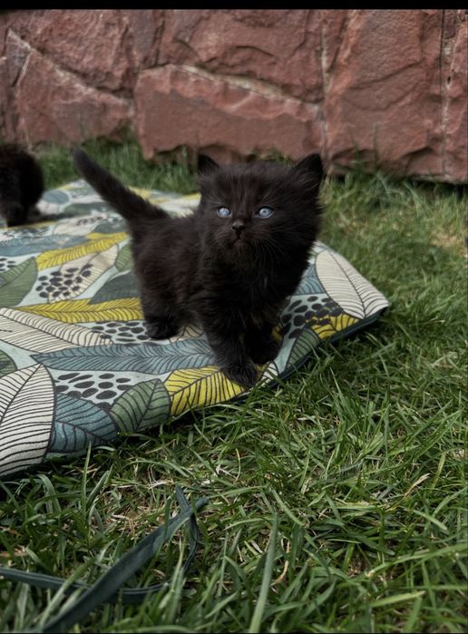 Котята ищут свой дом!