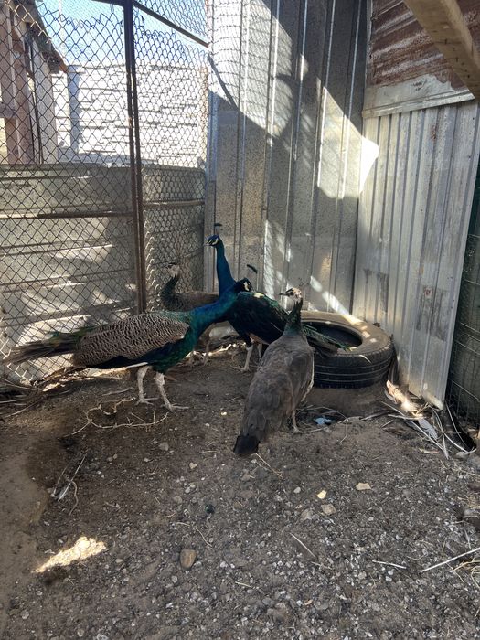 Pauni maturi si tineret 2025