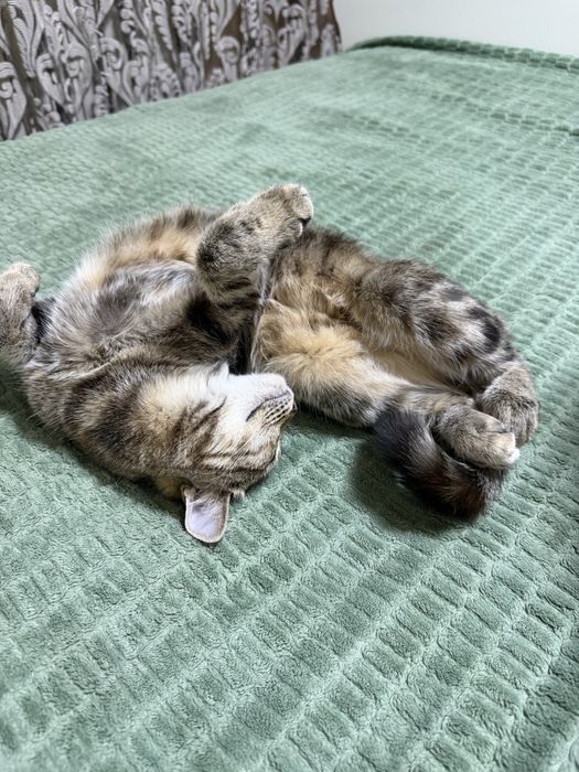 Пропала кошечка