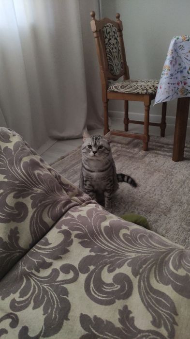 Котик ждёт в гости кошку