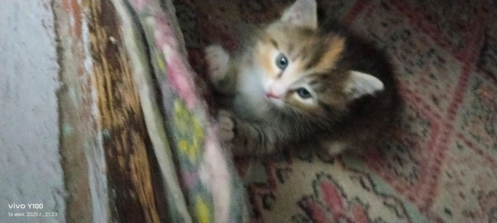 Кошка бесплатно возможно.