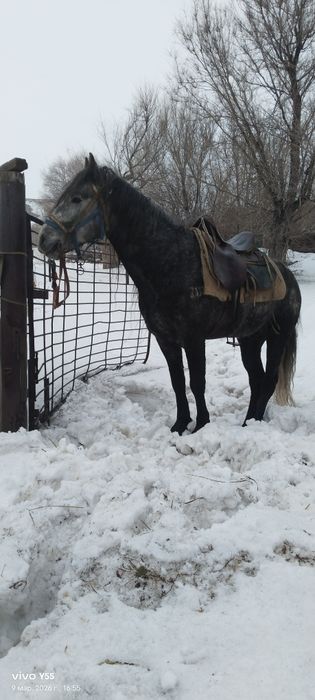 Продам Жеребца иноходец