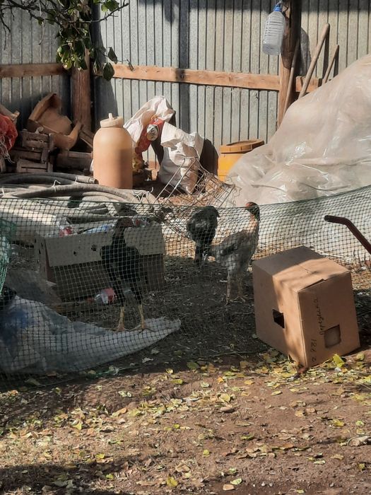 Дакан бойцовый куры