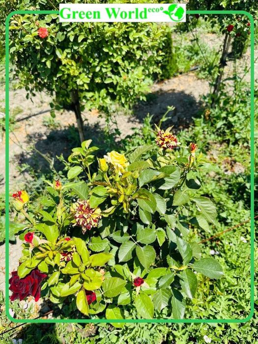 Shtamp atirguli- ko’zingizni quvontiradi.