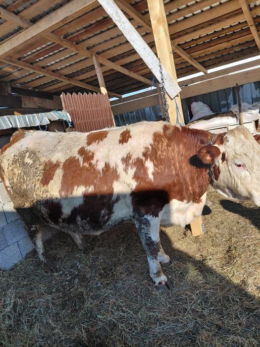 Vând vaca gestanta urgent