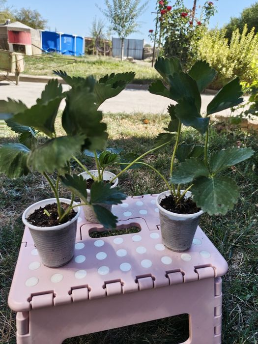 Продавам ягоди мурано