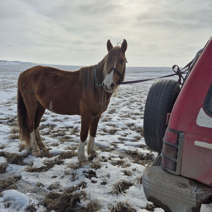 Айғыр сатылады 7 жасар