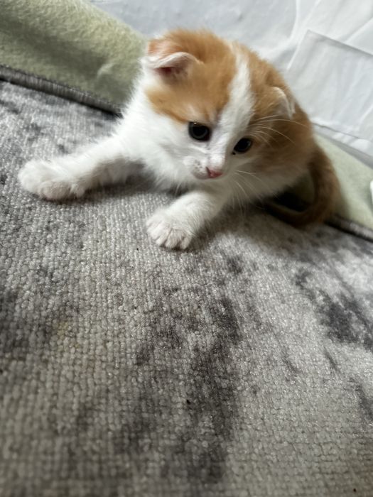 Кошки котята продаются