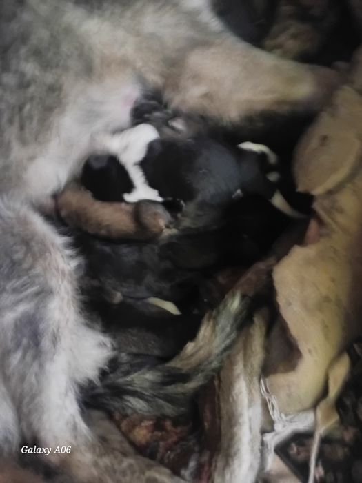 Одам щинков 10 шктук 5 девочках 5 мальчик