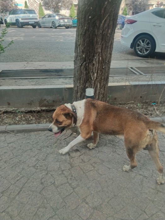 Чья собака Брусиловского уг Есенжанова