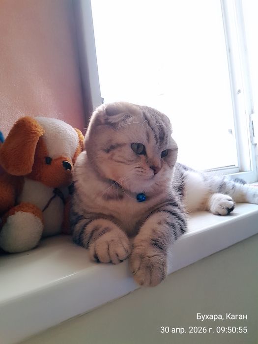 Мушук  сотилади. ПРОДАЁТСЯ Котёнок