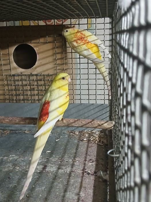 Пеувчие птица попугаи