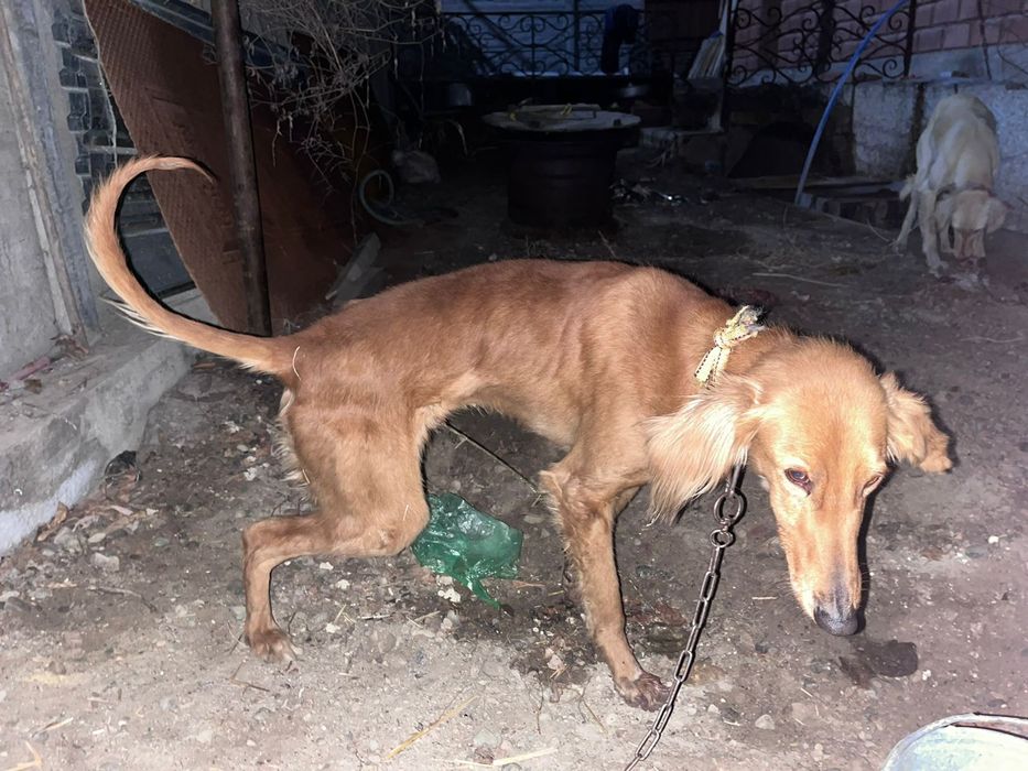 Тазы сатылады Арлан