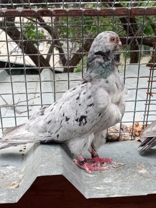 Продам чяек парами .