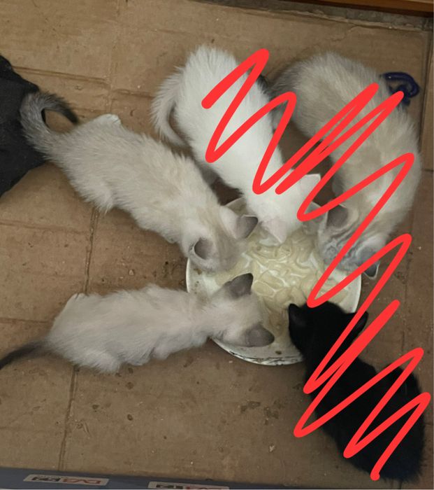 Отдам котят (мальчики). Родились 26 мая.