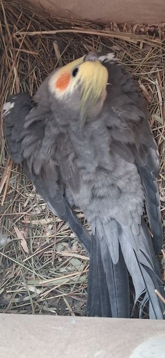 Se vinde Pereche de ninfe