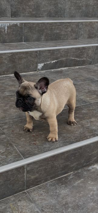 Vand pui bulldog francez